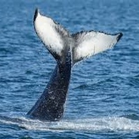 Reykjavik Whale watching