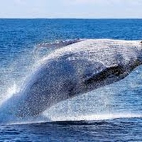 Reykjavik Whale watching