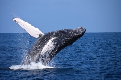 Reykjavik Whale watching