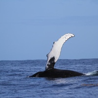Reykjavik Whale watching
