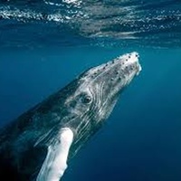 Reykjavik Whale watching